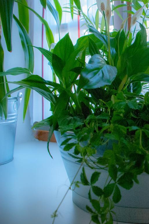 Ferienwohnung Lilly Dornbirn Kültér fotó